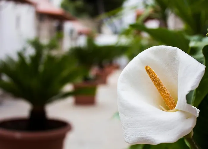 i giardini di edicart